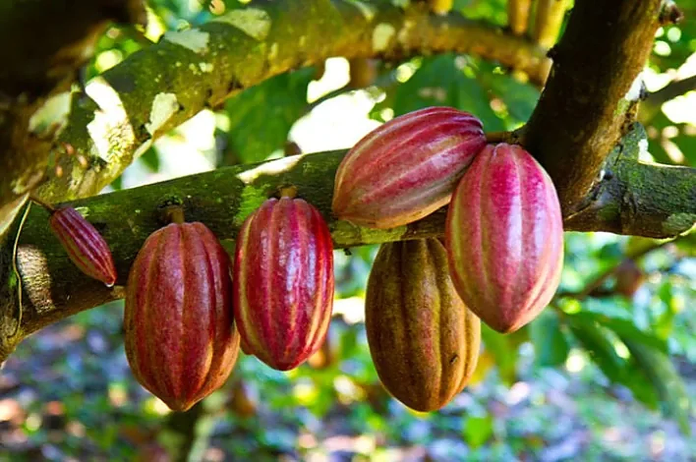 Cacao pods growing on the tree